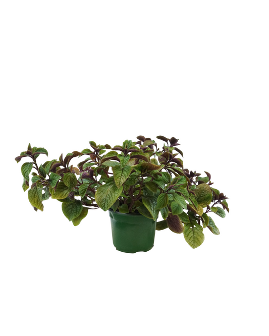 Plectranthus 'Nico' - Annuals