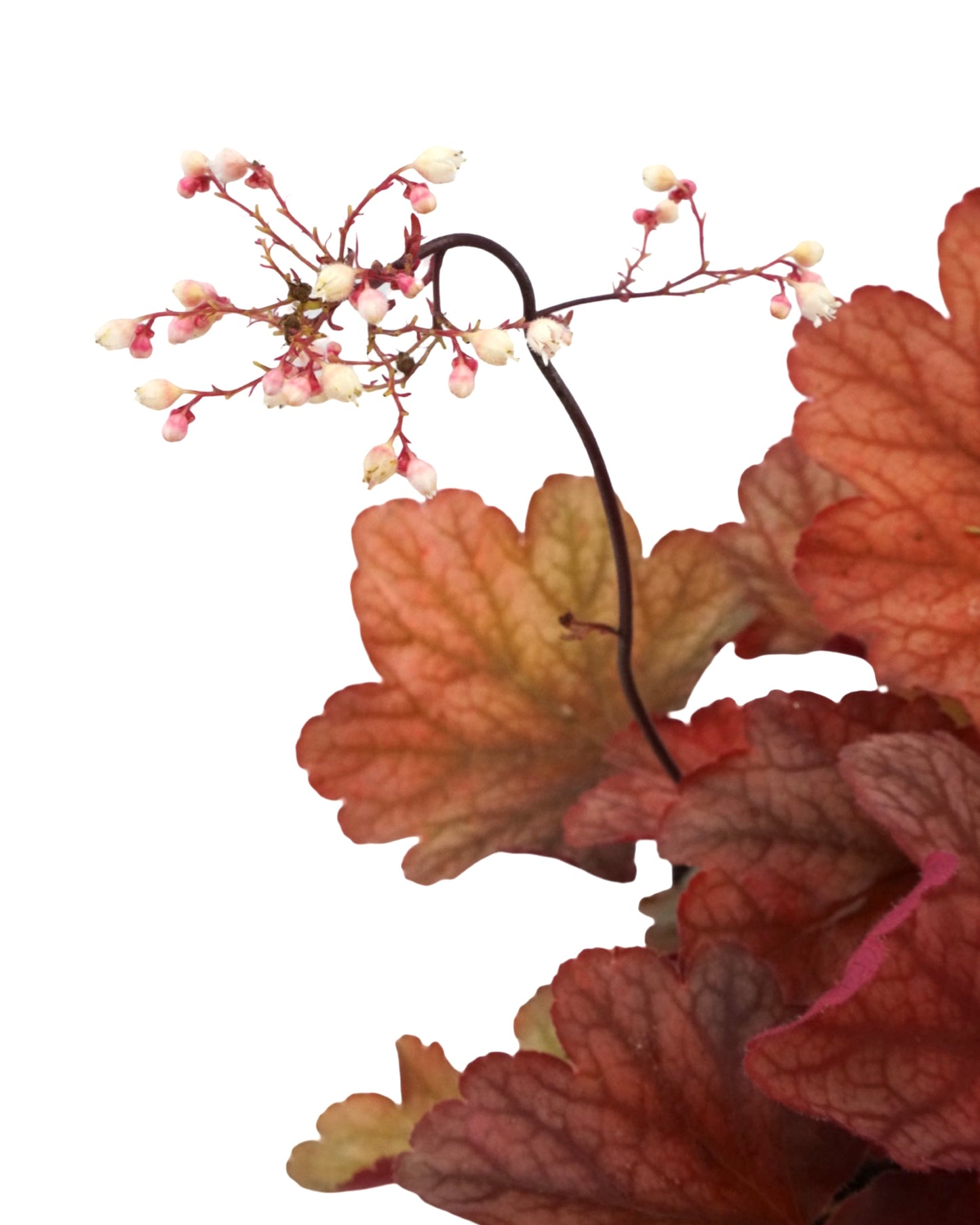 Heuchera 'Rio'