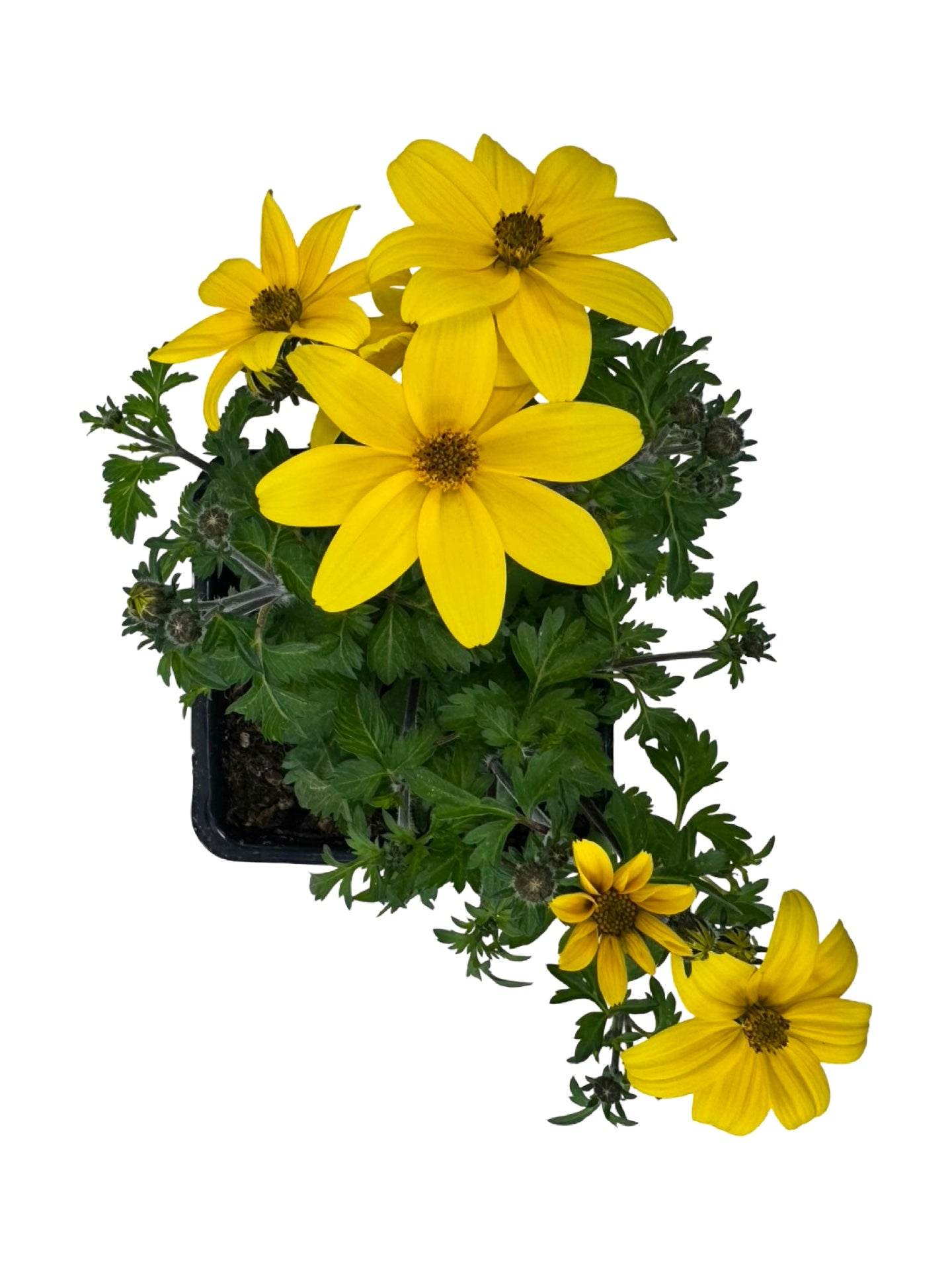 Bidens Namid™ 'Compact Yellow' - Annuals