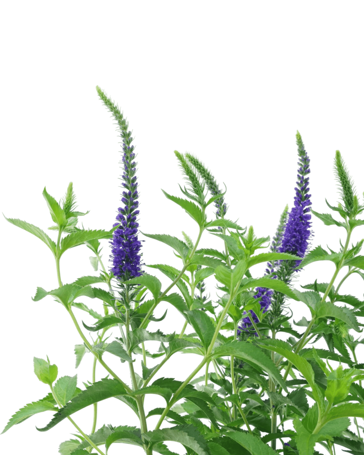 Veronica 'Darwins Blue' - The Garden Corner