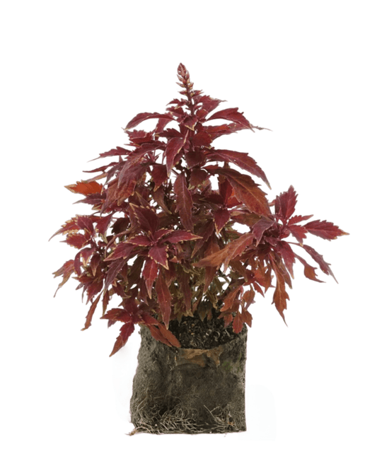Coleus 'Flame Thrower Habanero' - The Garden Corner