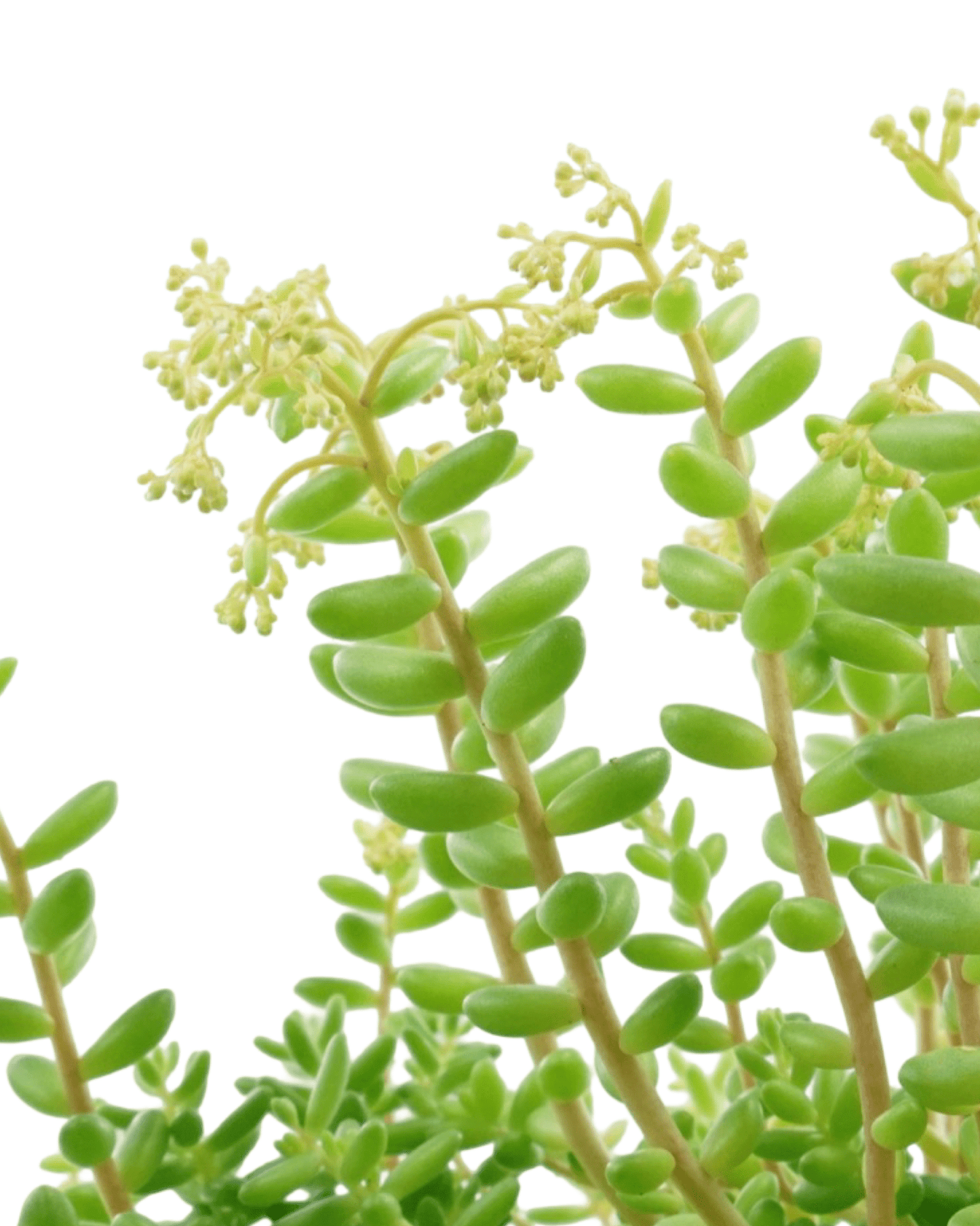 Sedum album 'Green Ice' - The Garden Corner