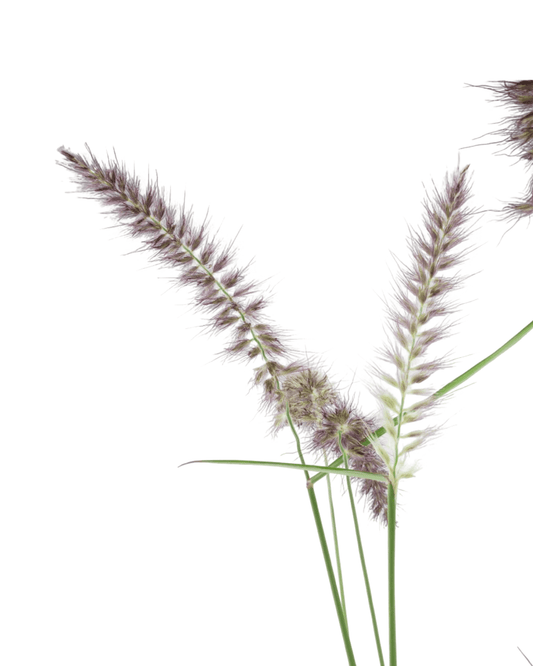 Pennisetum orientale 'Karley Rose' - The Garden Corner