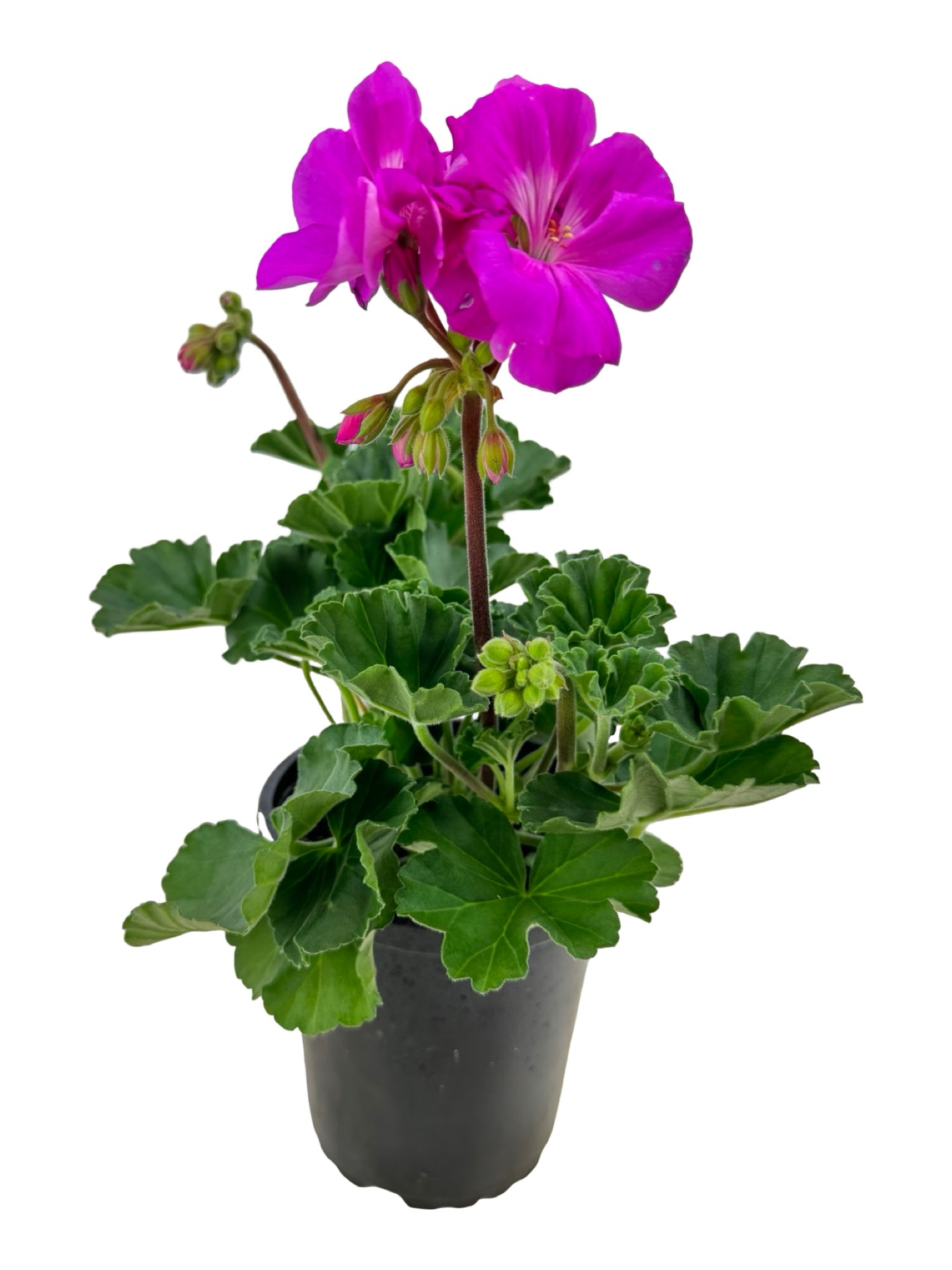 Geranium Zonal 'Presto Shocking Blue' - Annuals