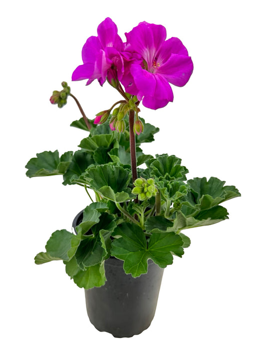Geranium Zonal 'Presto Shocking Blue' - Annuals