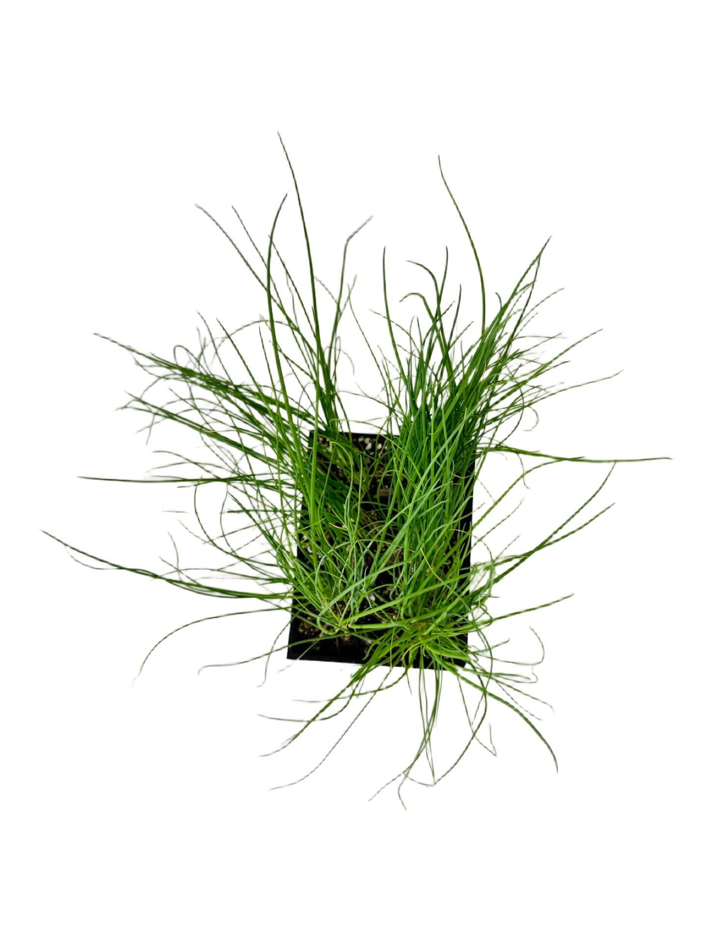 Bunching Onion 'Parade' Organic - Herbs and Vegetables