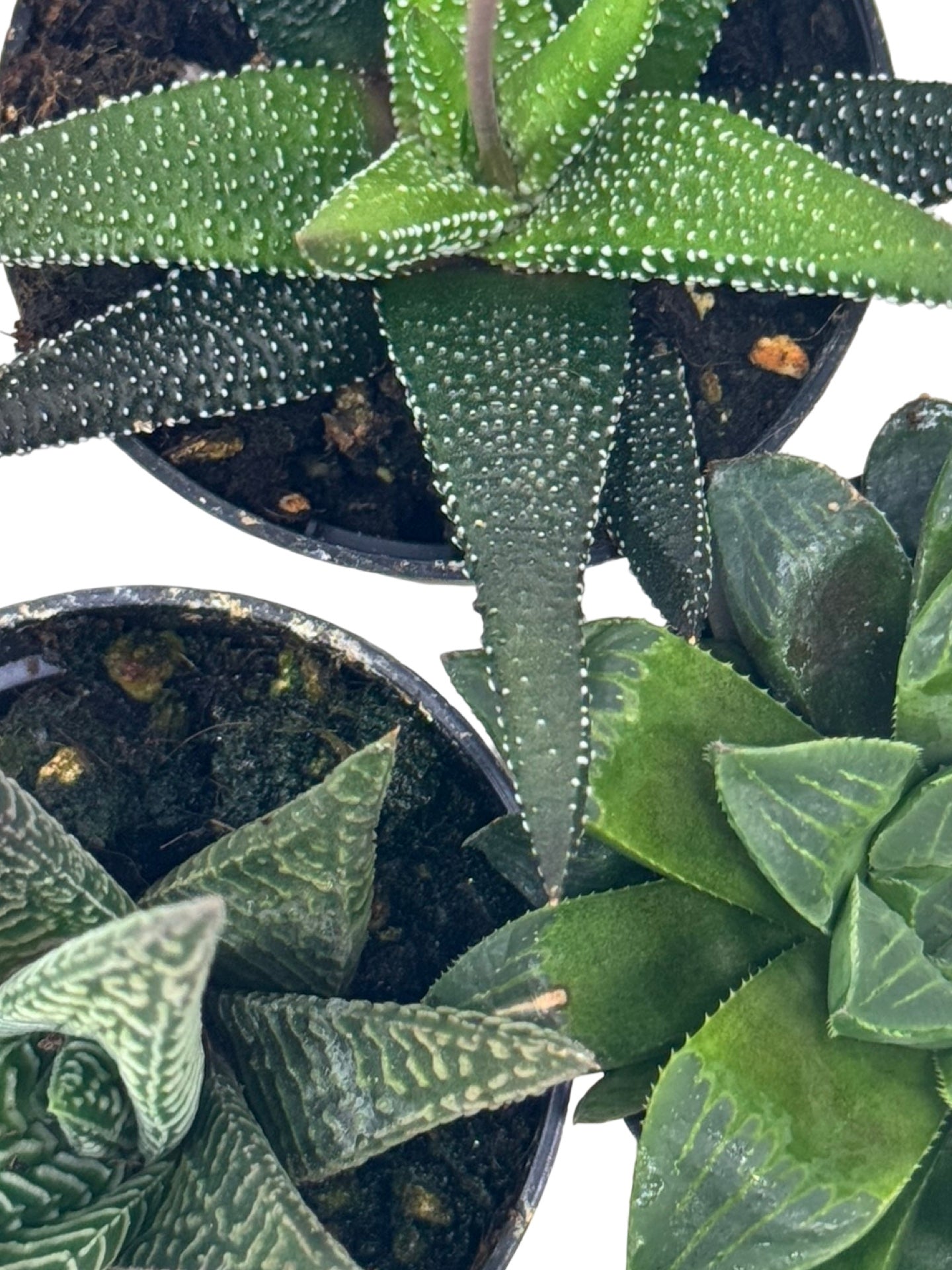 Haworthiopsis Assorted - House Plants