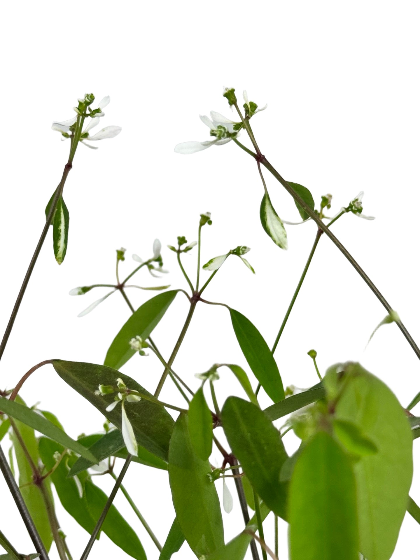Euphorbia Loreen™ - Annuals