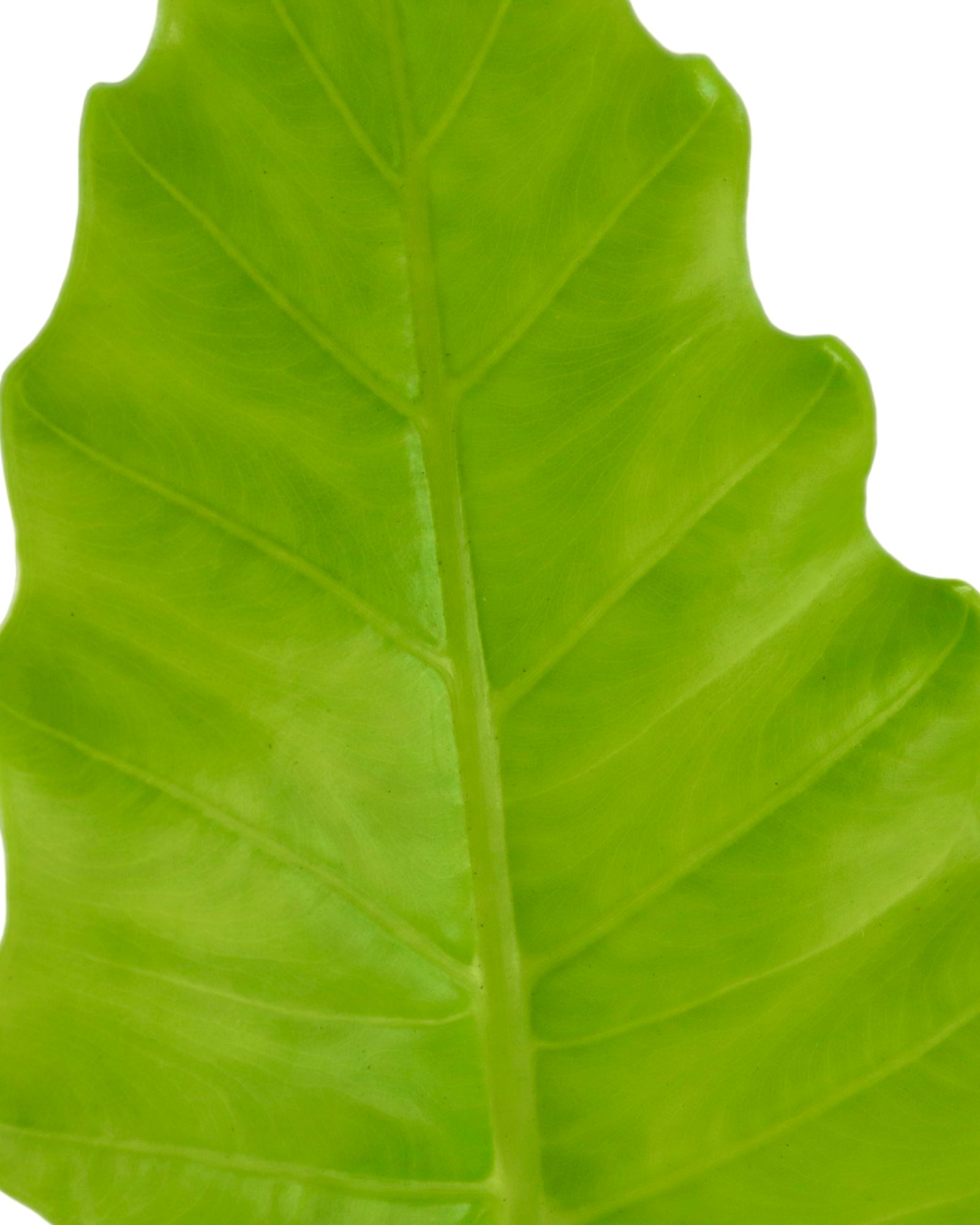 Alocasia 'Portora' - Tropical Plants