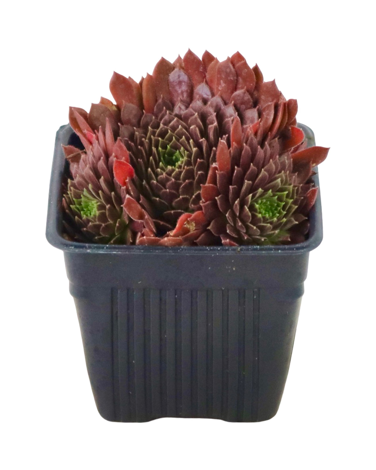 Sempervivum 'Pacific Red Tide' - Groundcovers