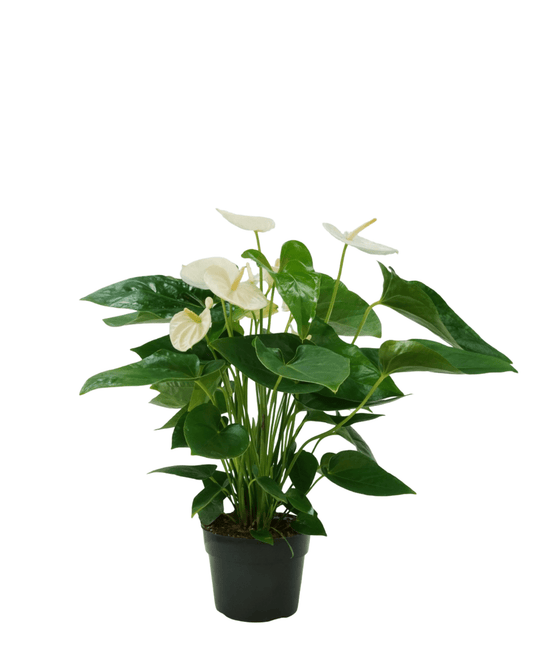 Anthurium andraeanum - The Garden Corner