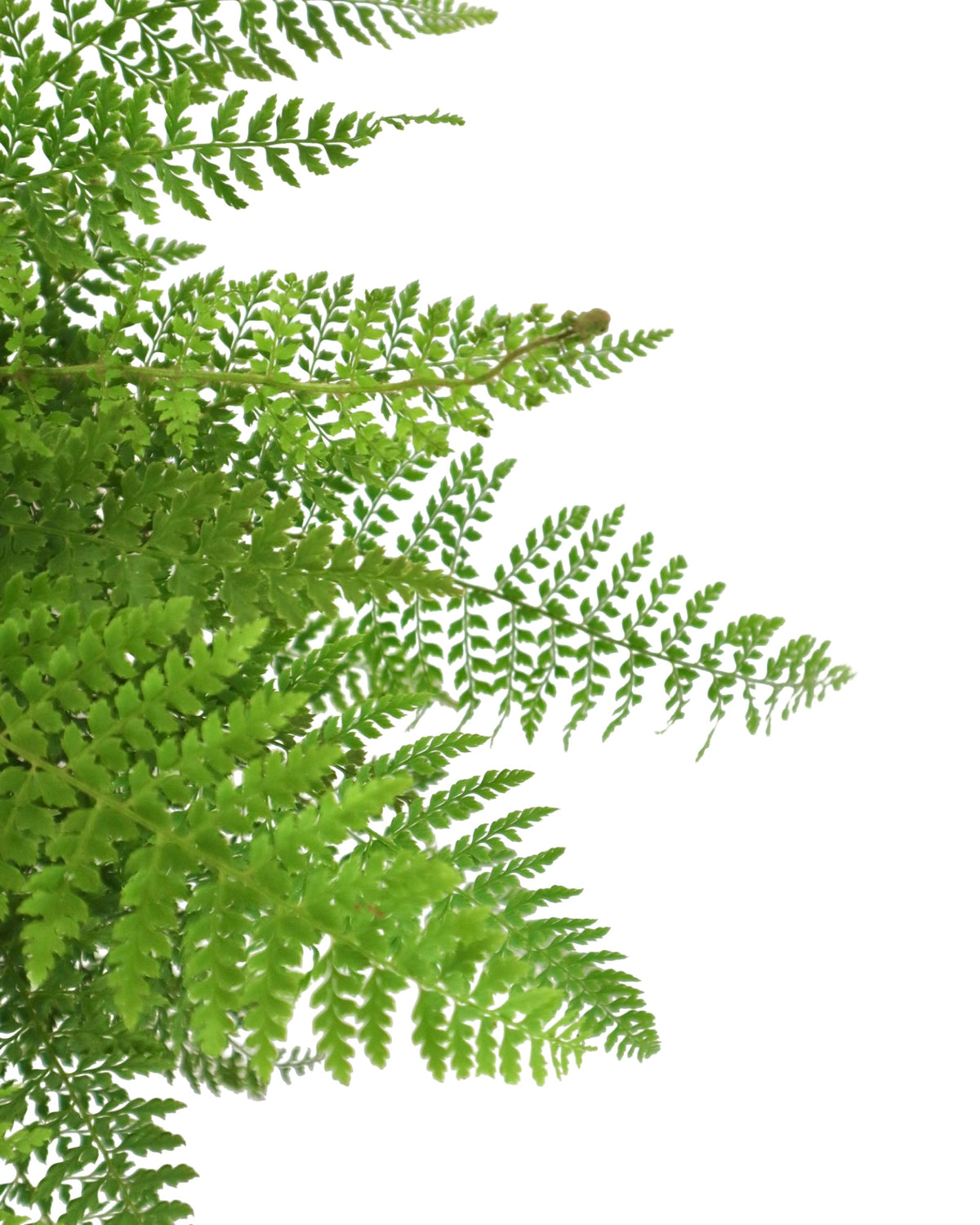Polystichum setiferum 'Herrenhausen' - Perennials
