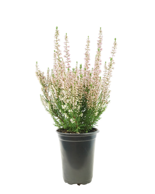 Calluna vulgaris 'Magda'