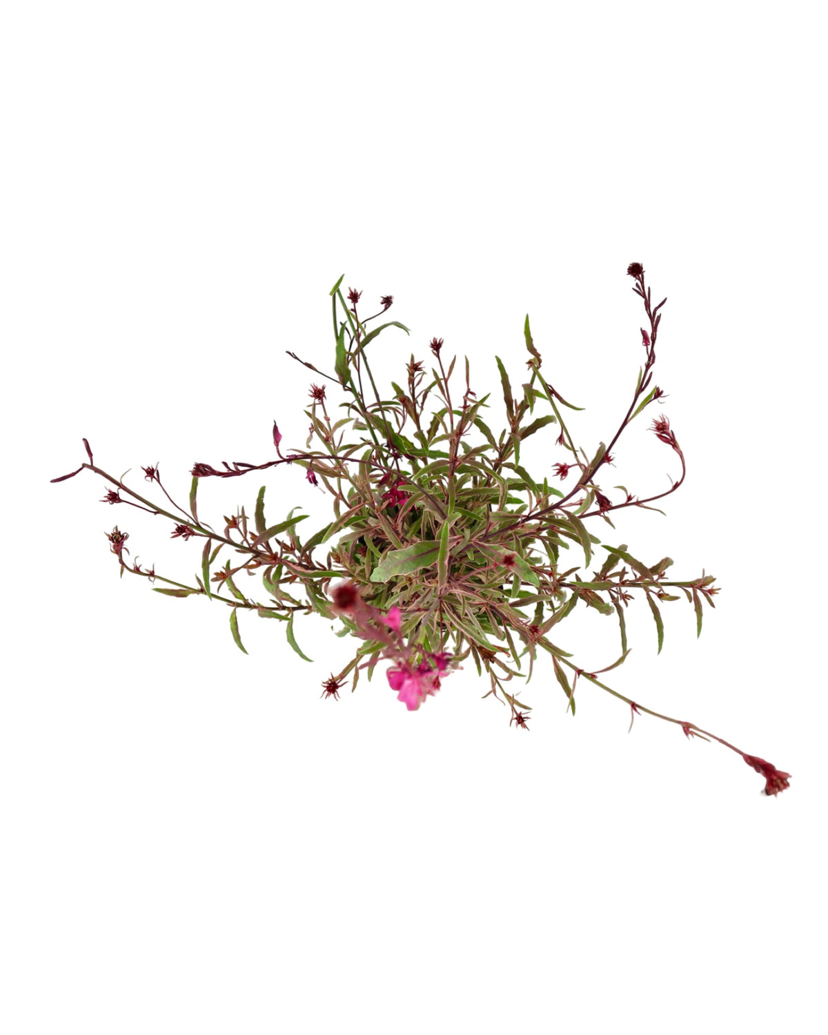 Gaura lindheimeri Bantam® 'Pink' - Perennials