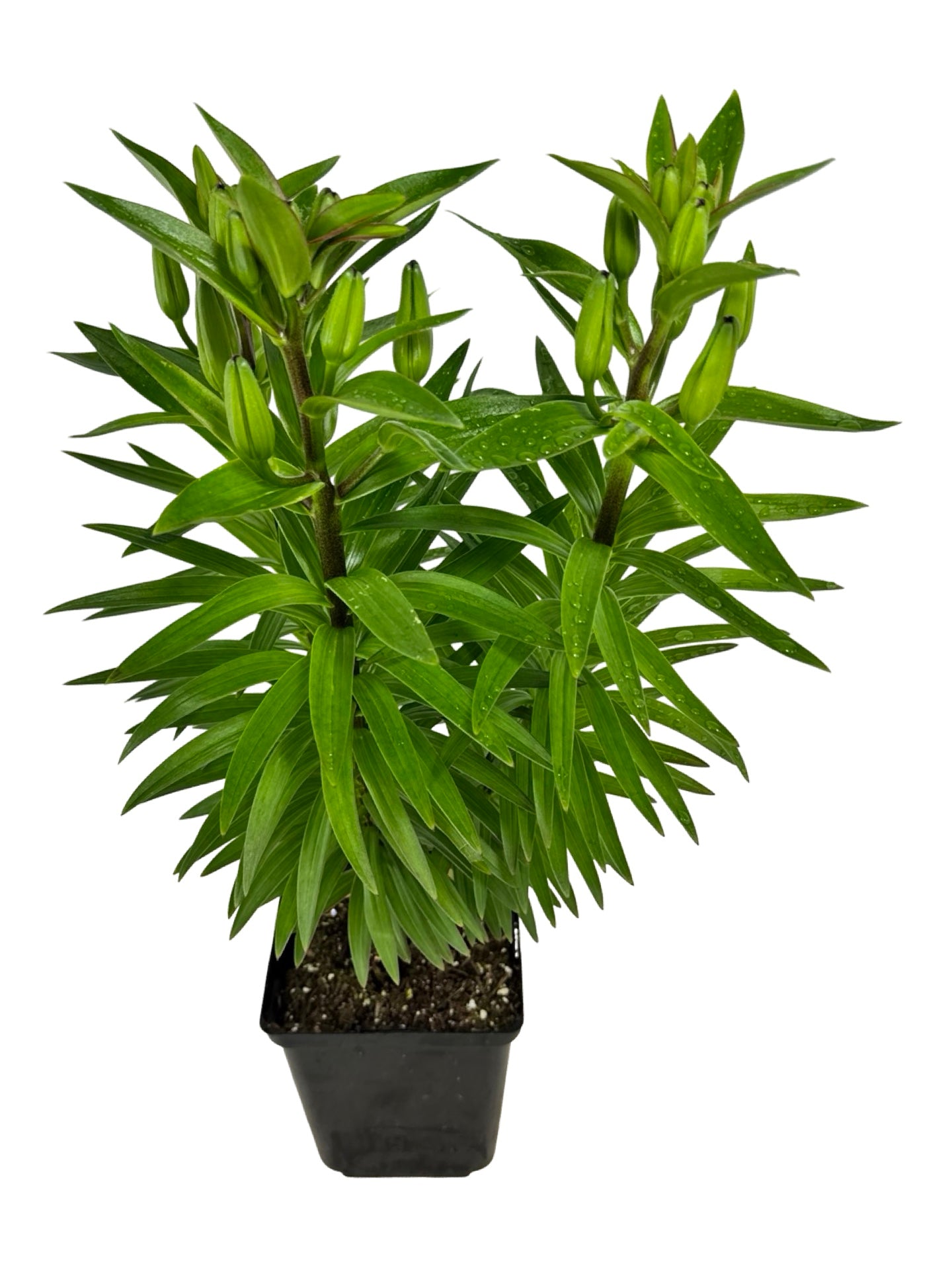 Lilium asiatic 'Orange Matrix' - Perennials