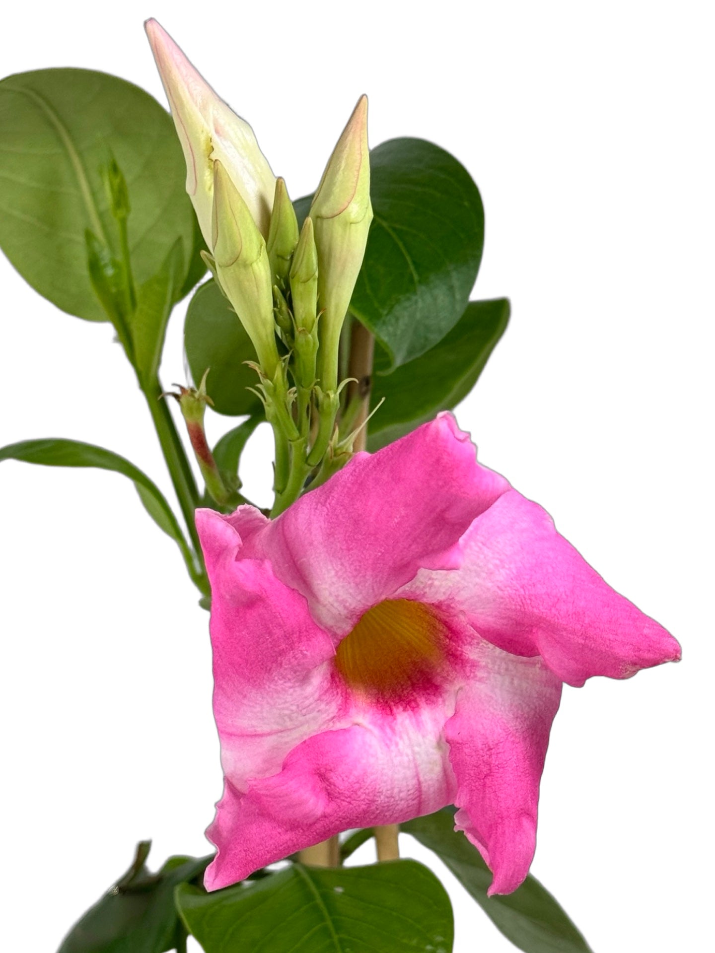 Mandevilla Sun Parasol® 'Giant Pink' - Tropical Plants
