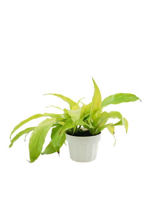 Dracaena fragrans 'Limelight'