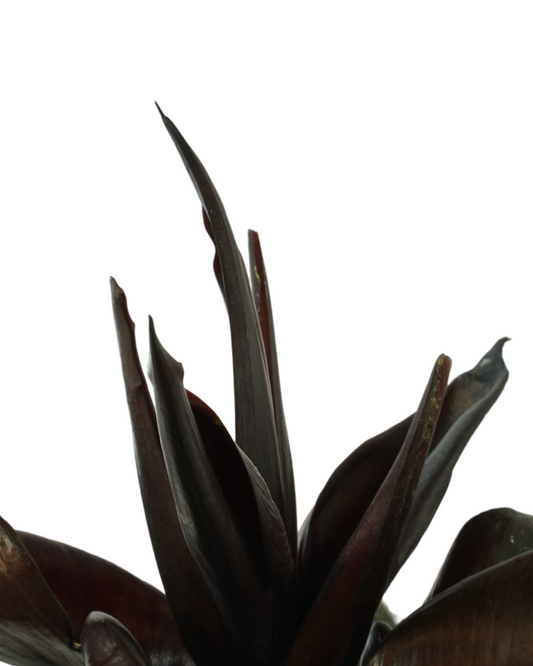 Philodendron erubescens Red Heart