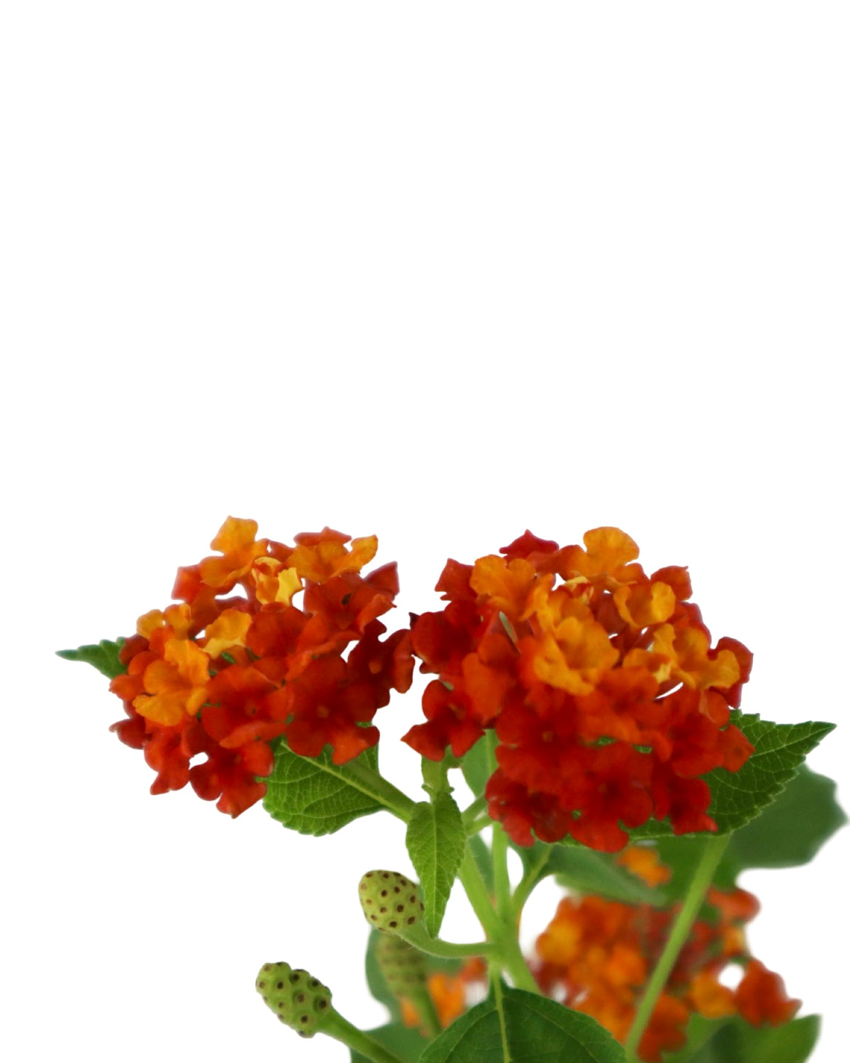 Lantana Bandolista™ 'Red Chili' - Annuals