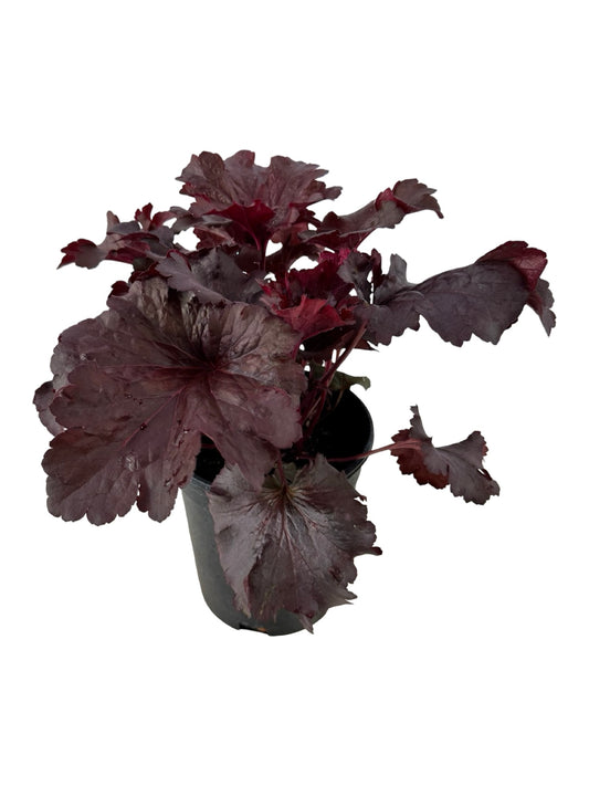 Heuchera 'Rosewood' - Perennials