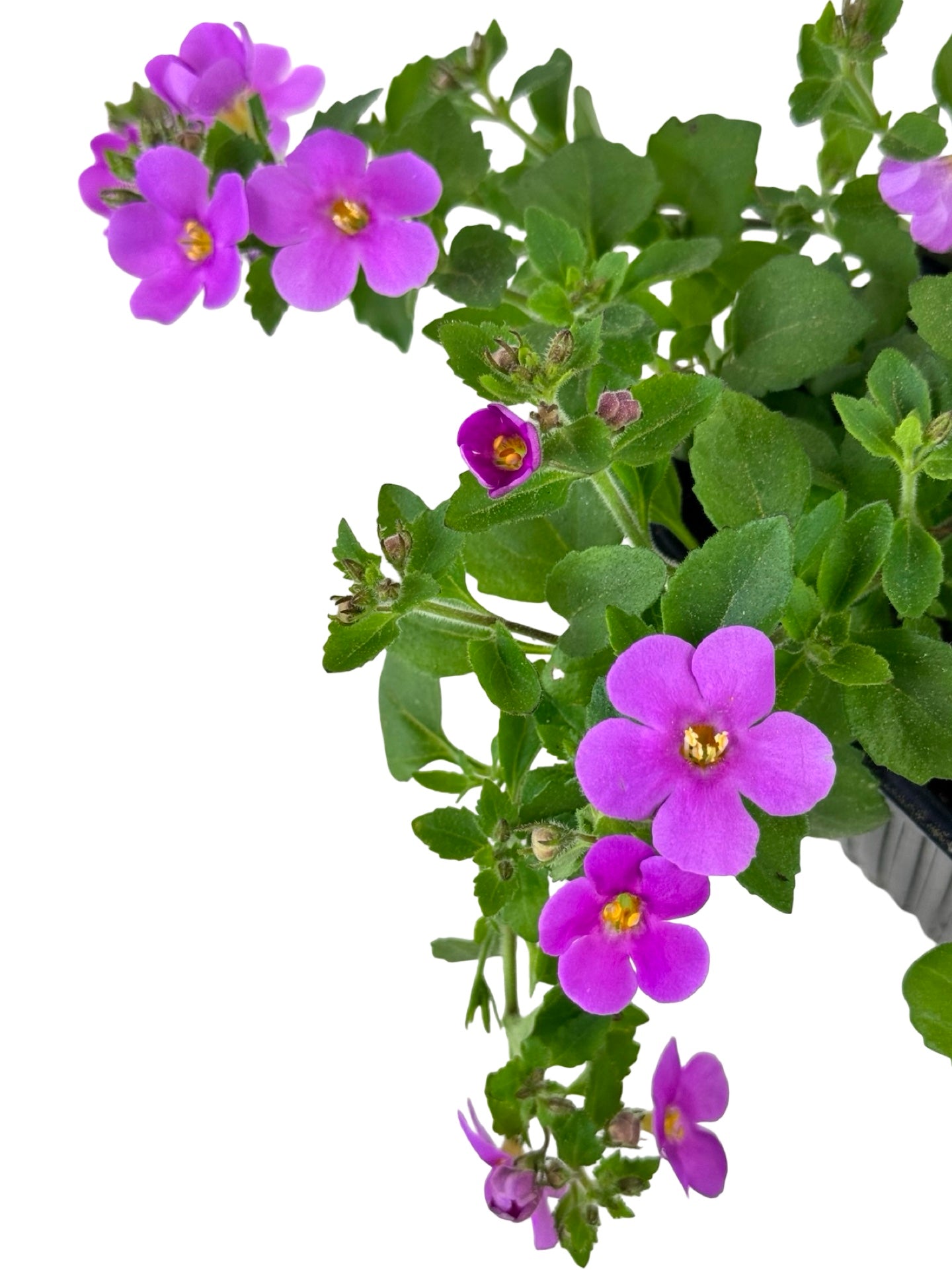 Bacopa Big Falls™ Dark Pink - Annuals