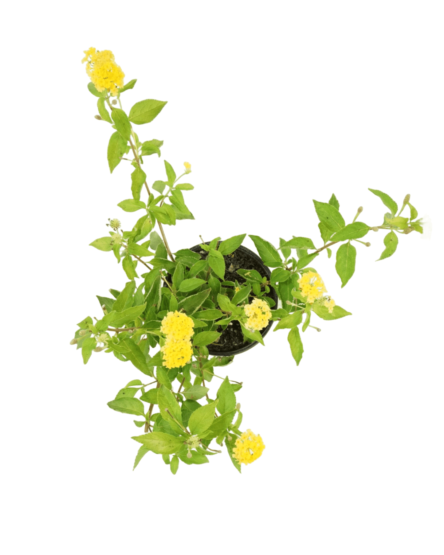 Lantana 'Landmark Gold' - The Garden Corner