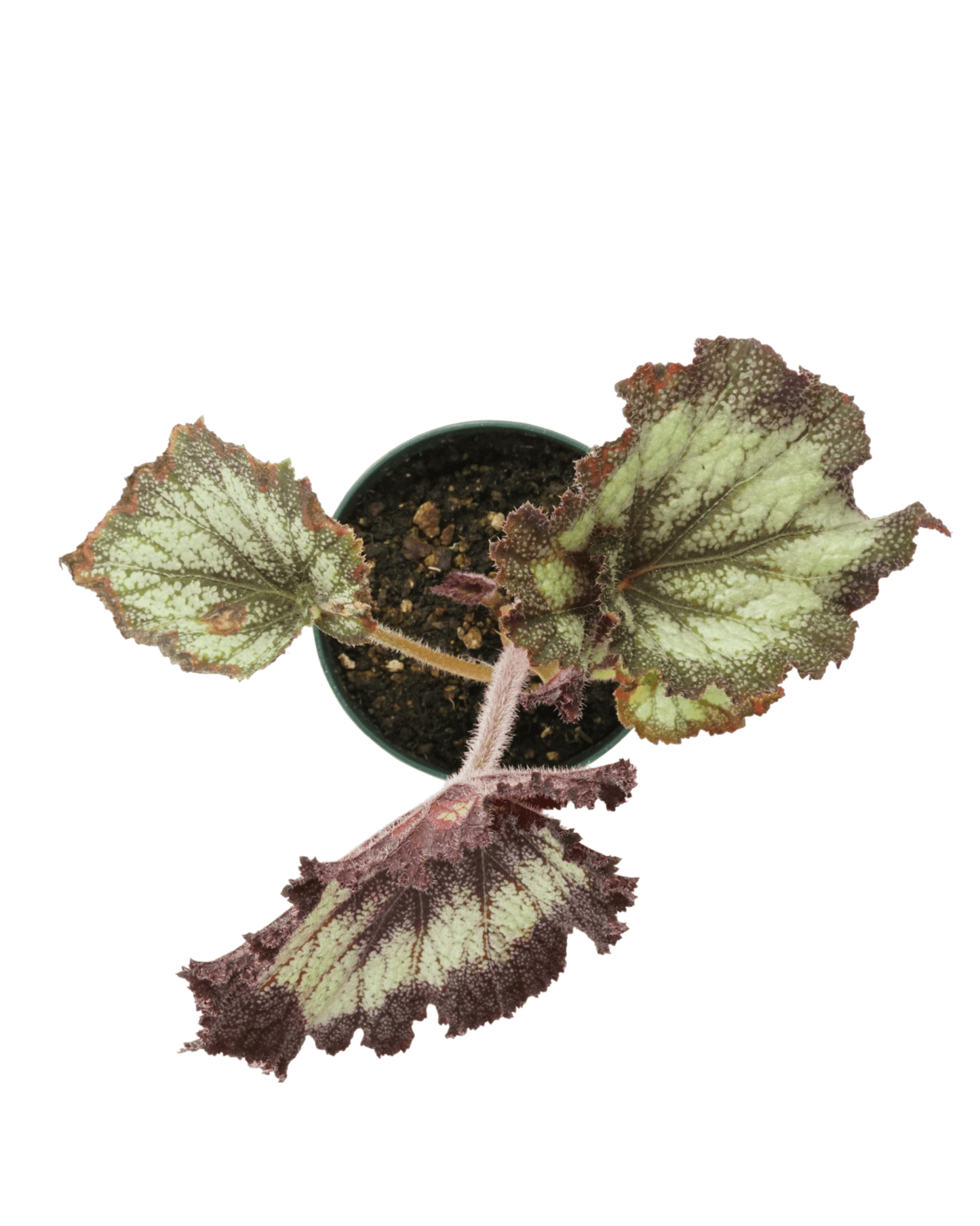Rex Begonia 'Silver Swirl' - The Garden Corner