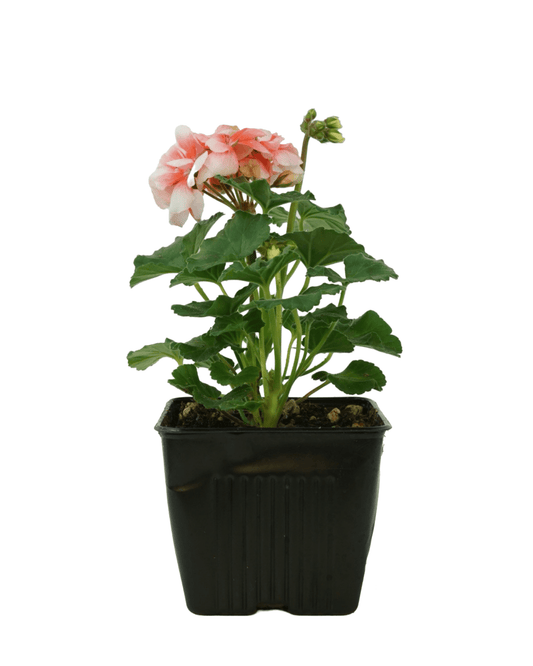 Geranium Zonal ‘Moonlight Light Salmon’ - The Garden Corner