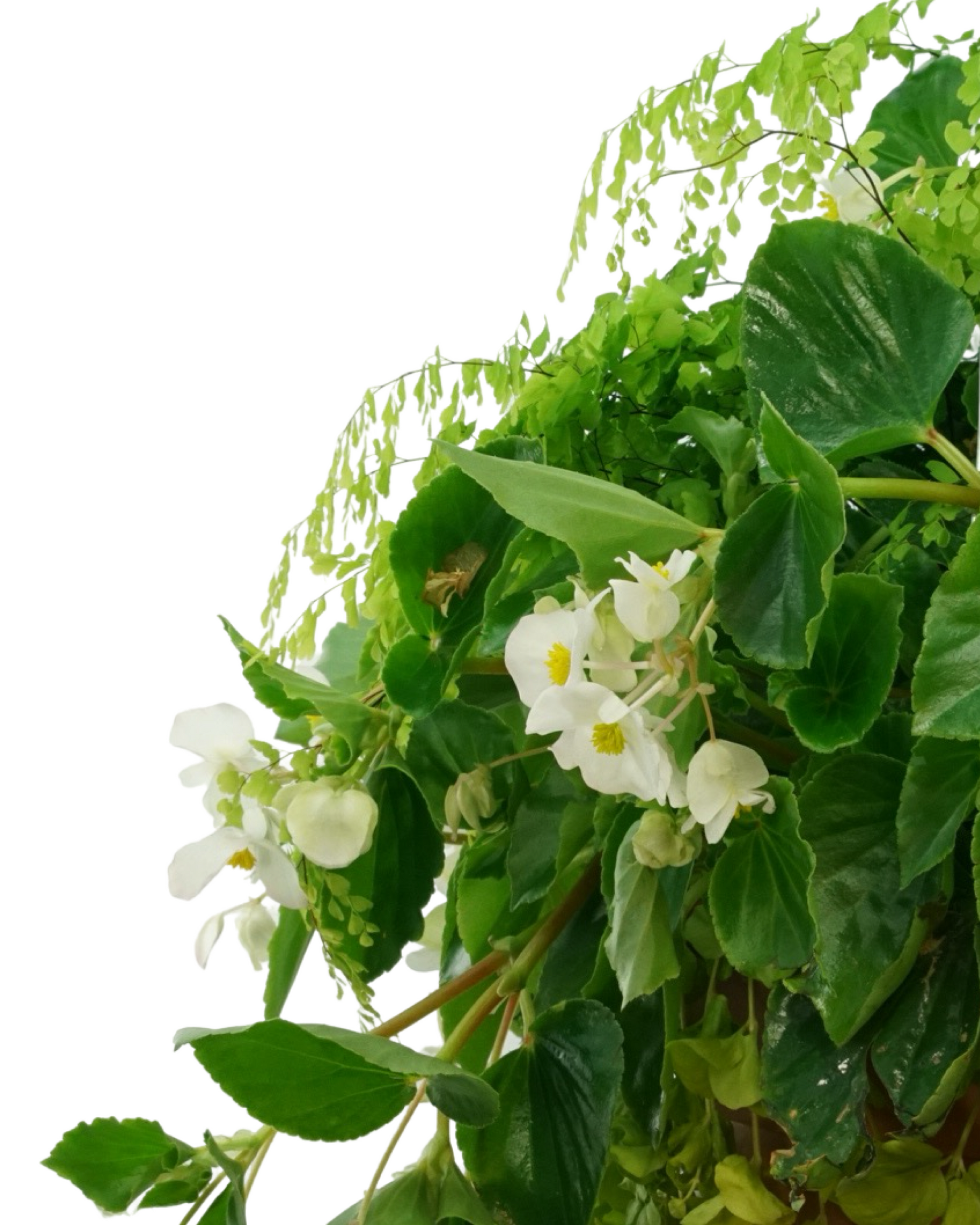 Basic Basket - Annuals