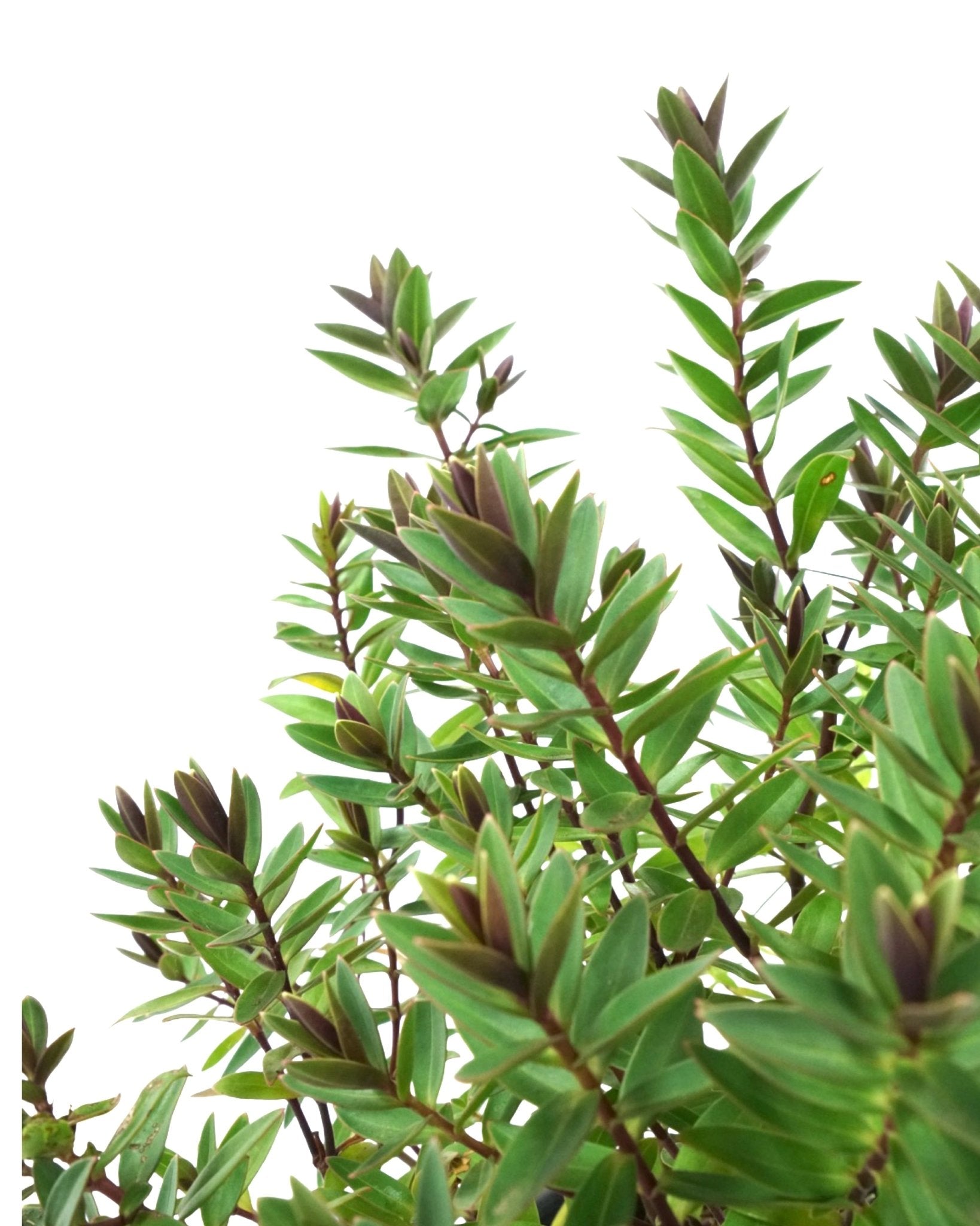 Hebe 'Pretty 'n' Pink' - The Garden Corner