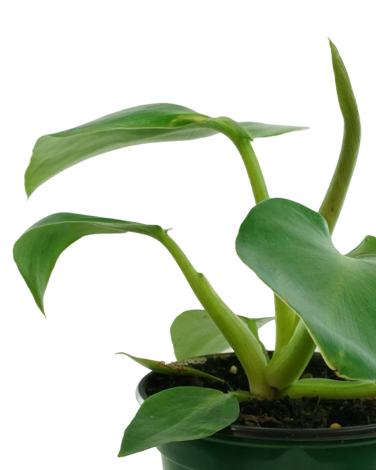 Philodendron rugosum abberant