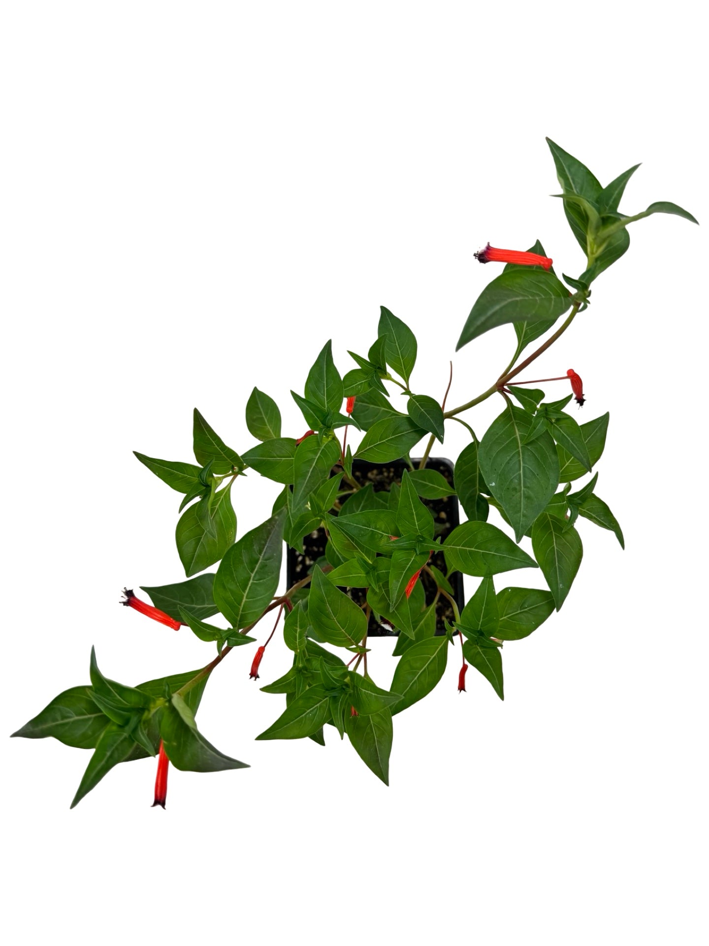 Cuphea 'Cherrybells' - Annuals
