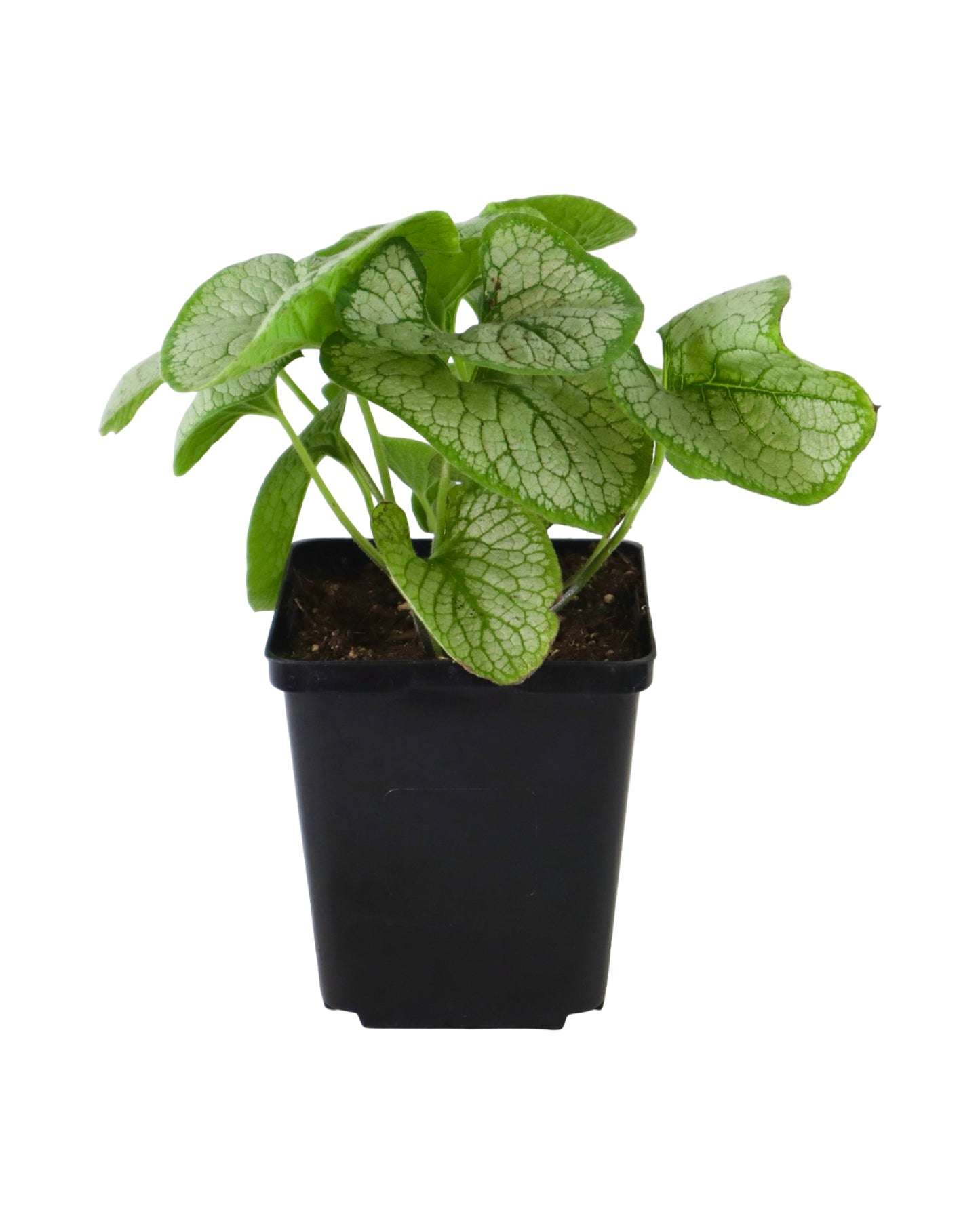Brunnera macrophylla 'Silver Heart' - Perennials
