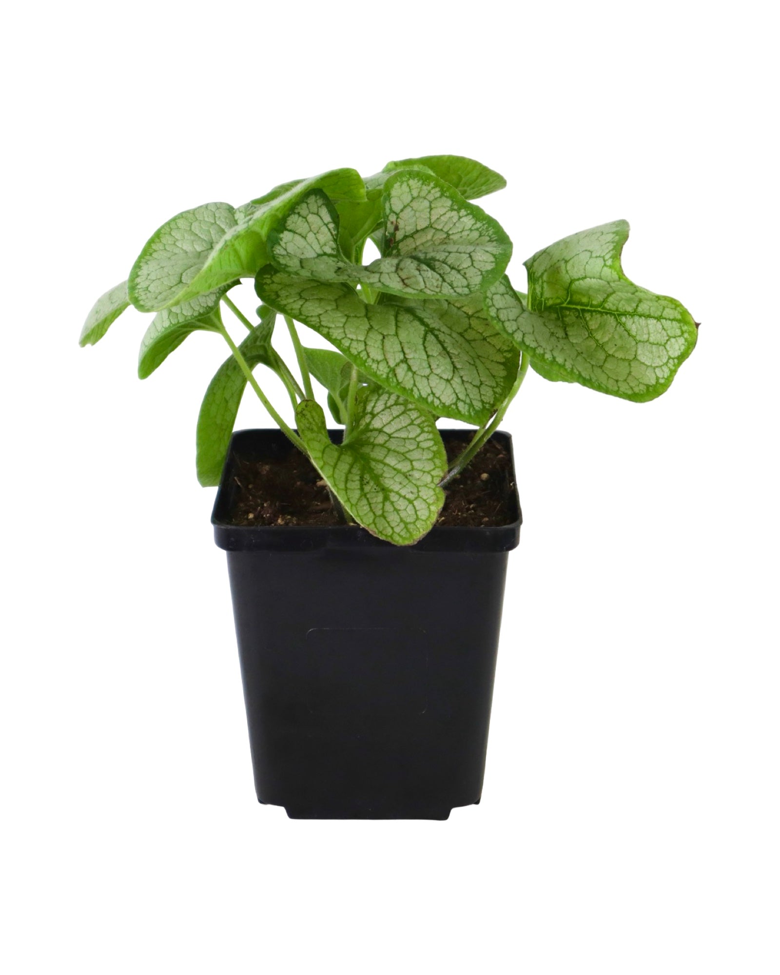 Brunnera macrophylla 'Silver Heart' - Perennials