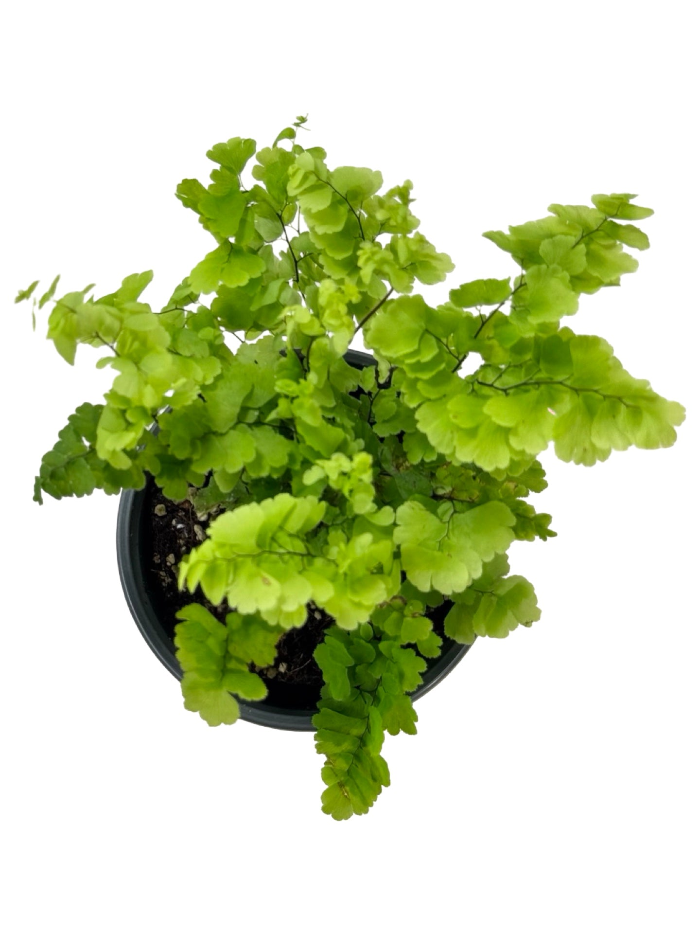 Adiantum raddianum 'Pacific Maid' - House Plants