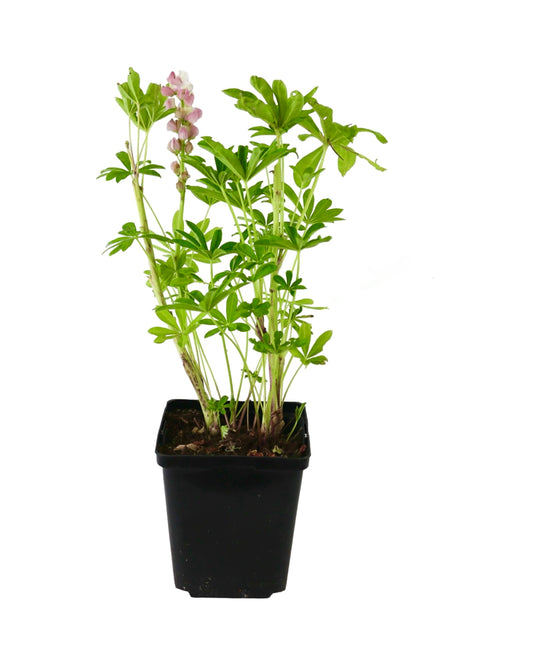 Lupinus regalis 'Gallery Pink Bicolor' - Perennials
