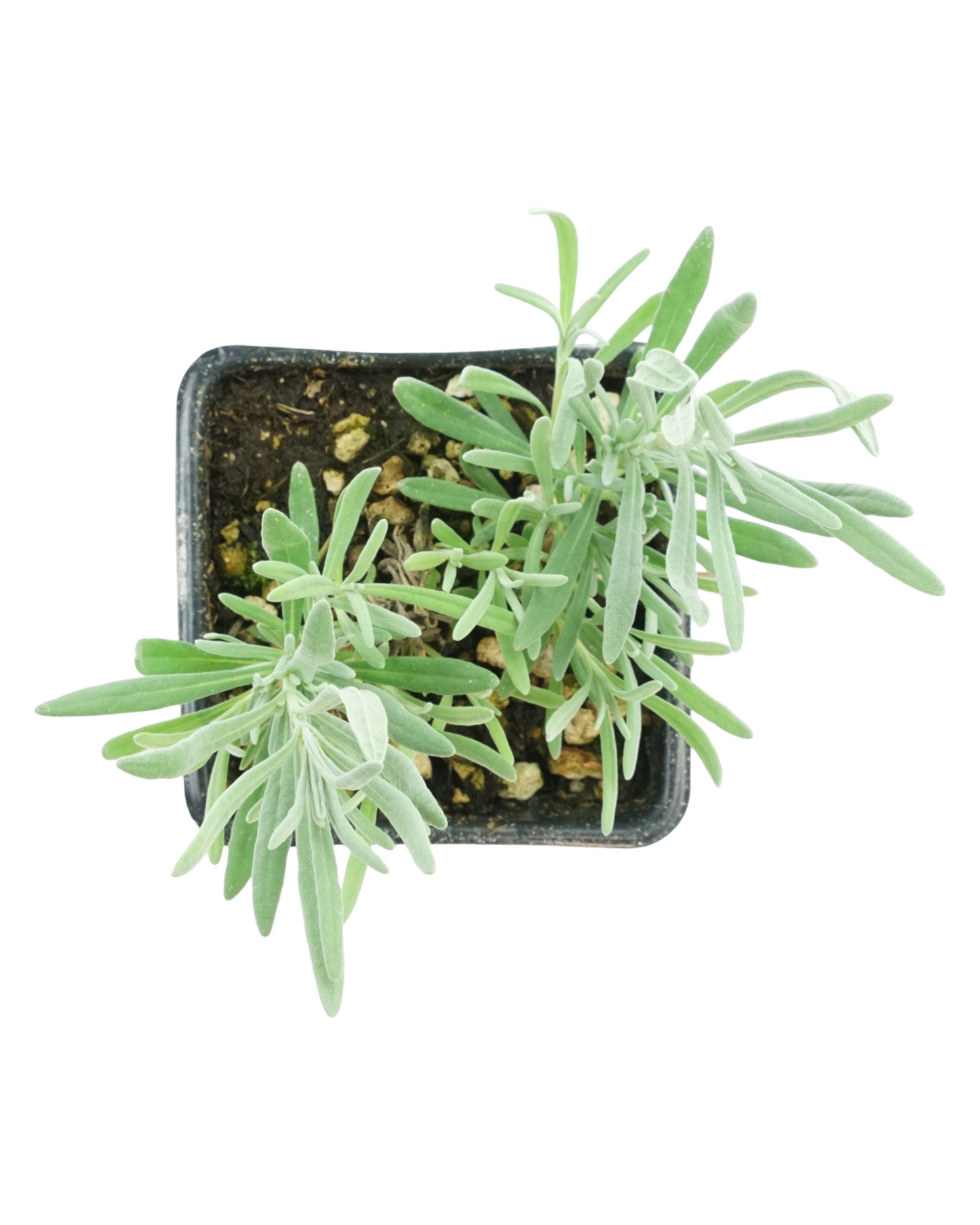 Lavandula x intermedia 'Grosso'