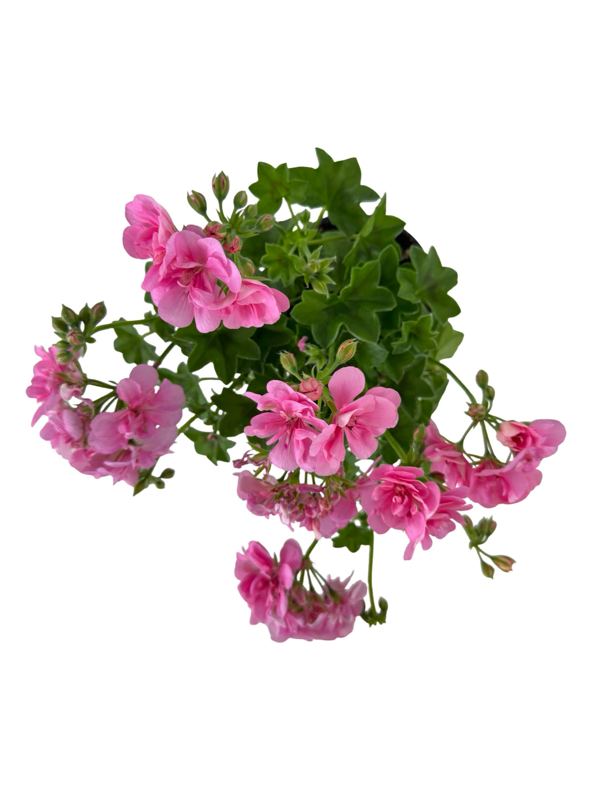 Ivy Geranium 'Precision Pink' - Annuals