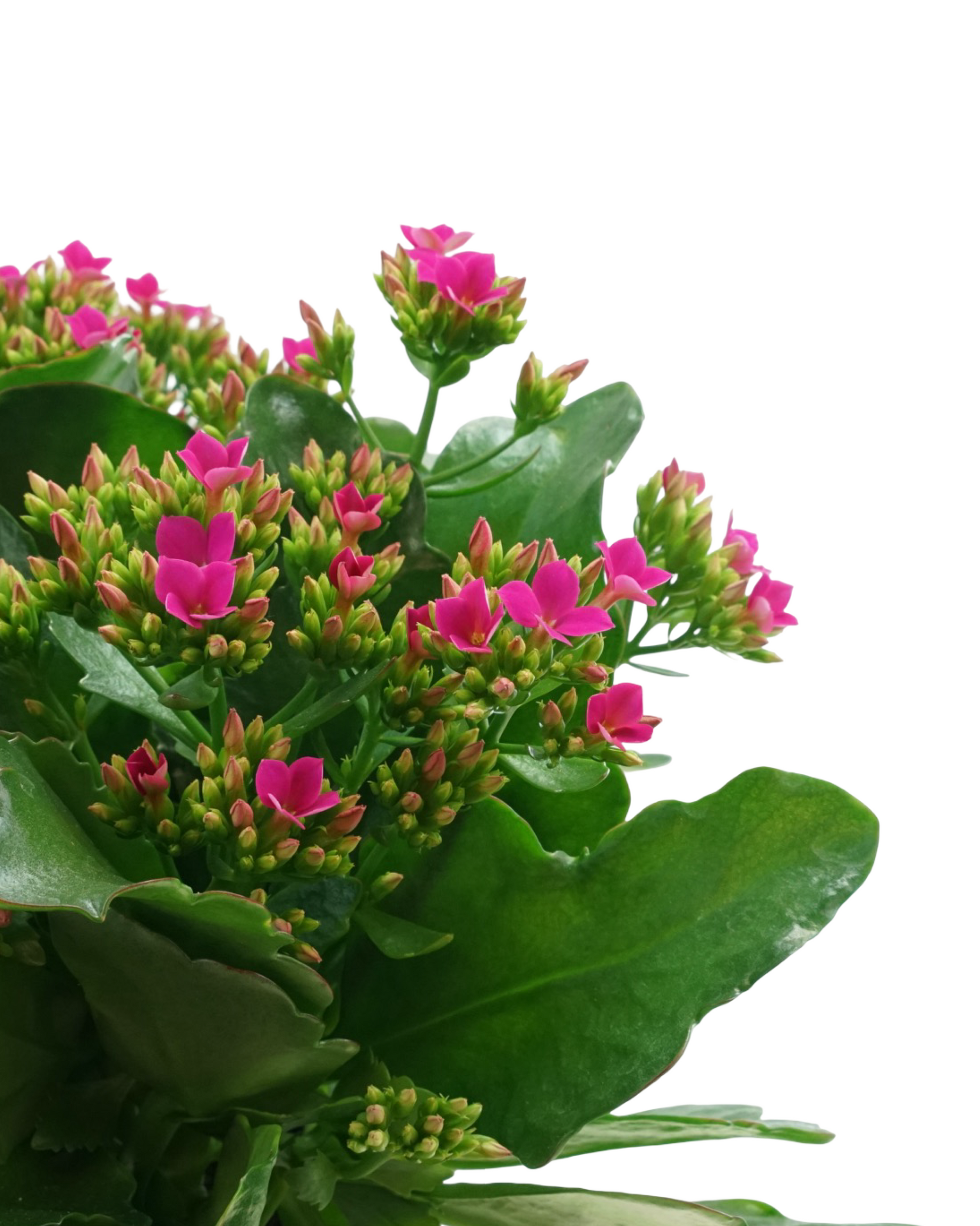 Kalanchoe Calandiva, Assorted - House Plants