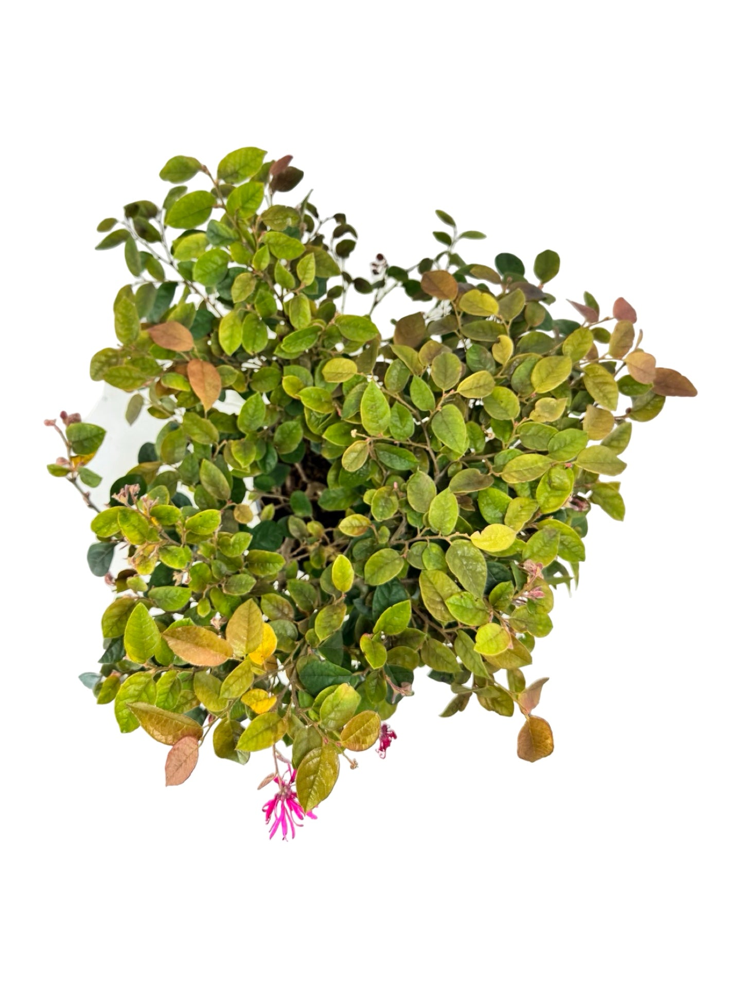 Loropetalum chinense 'Monraz' - Shrubs
