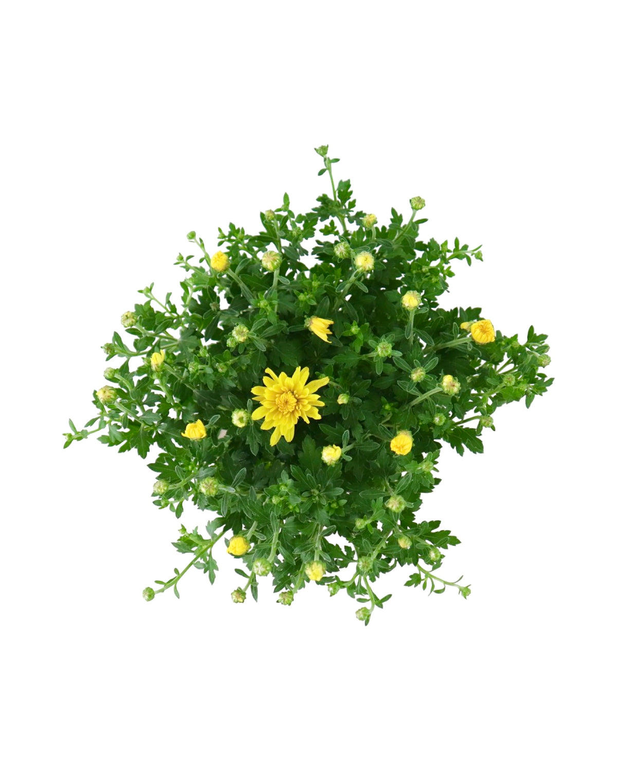 Chrysanthemum 'Honeybush Yellow' - Seasonal Plant