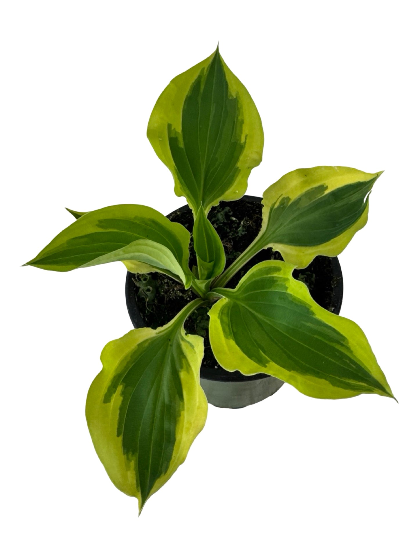 Hosta ‘Pilgrim’ -
