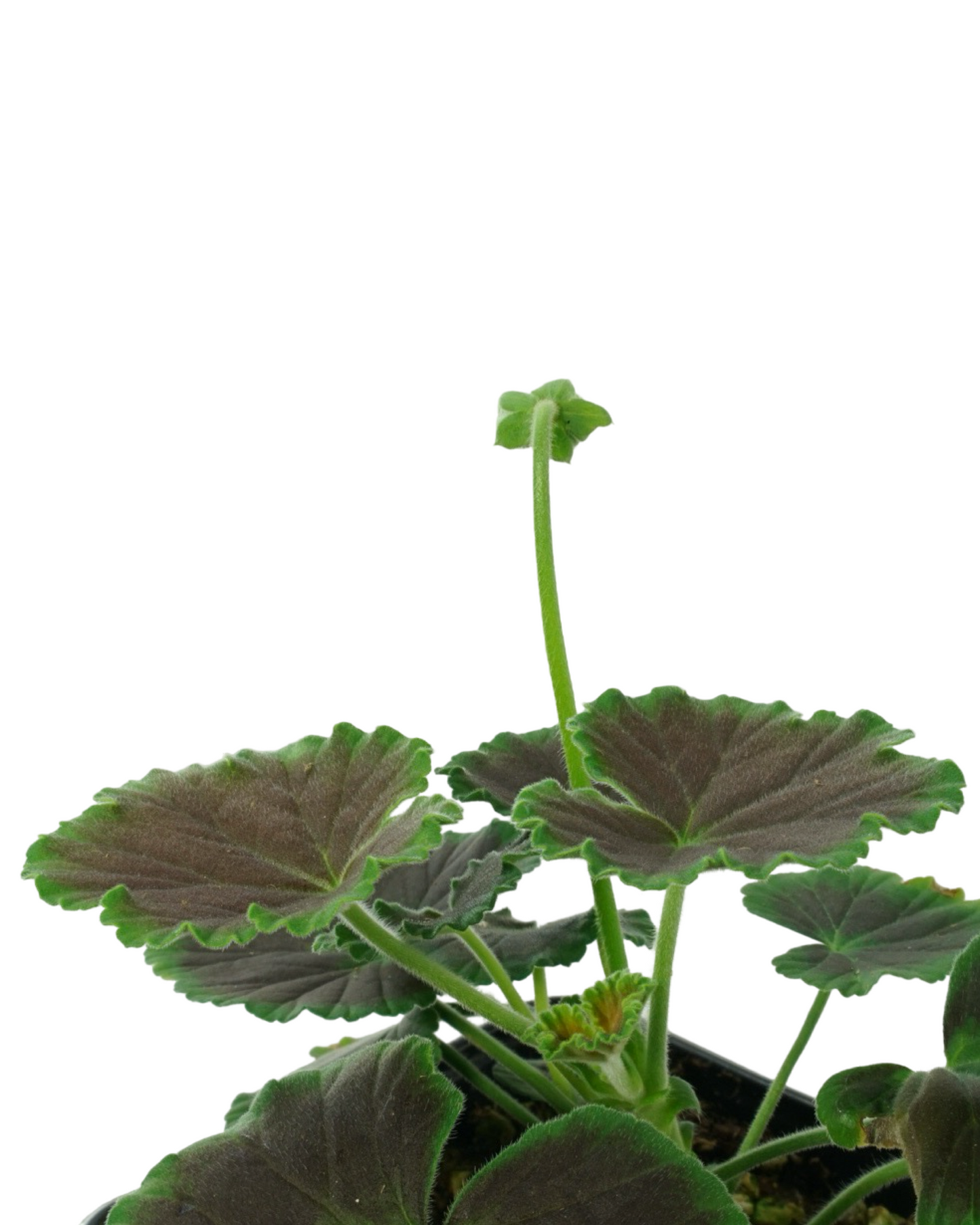 Geranium Zonal ‘Brocade Fire Night’