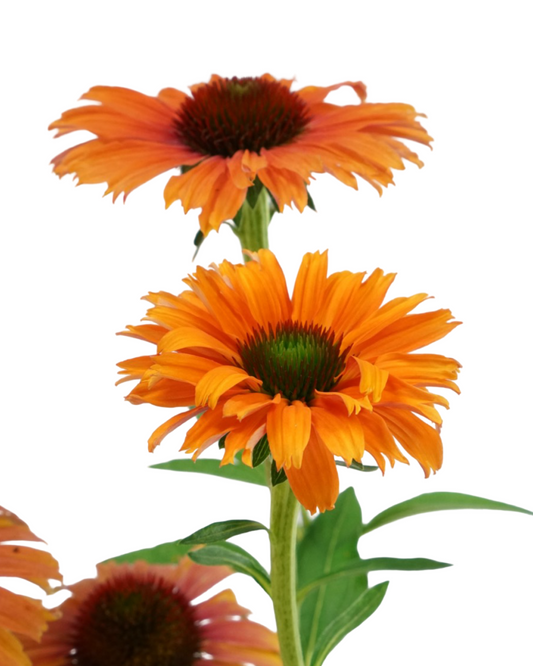 Echinacea Sunseekers® 'Mineola'