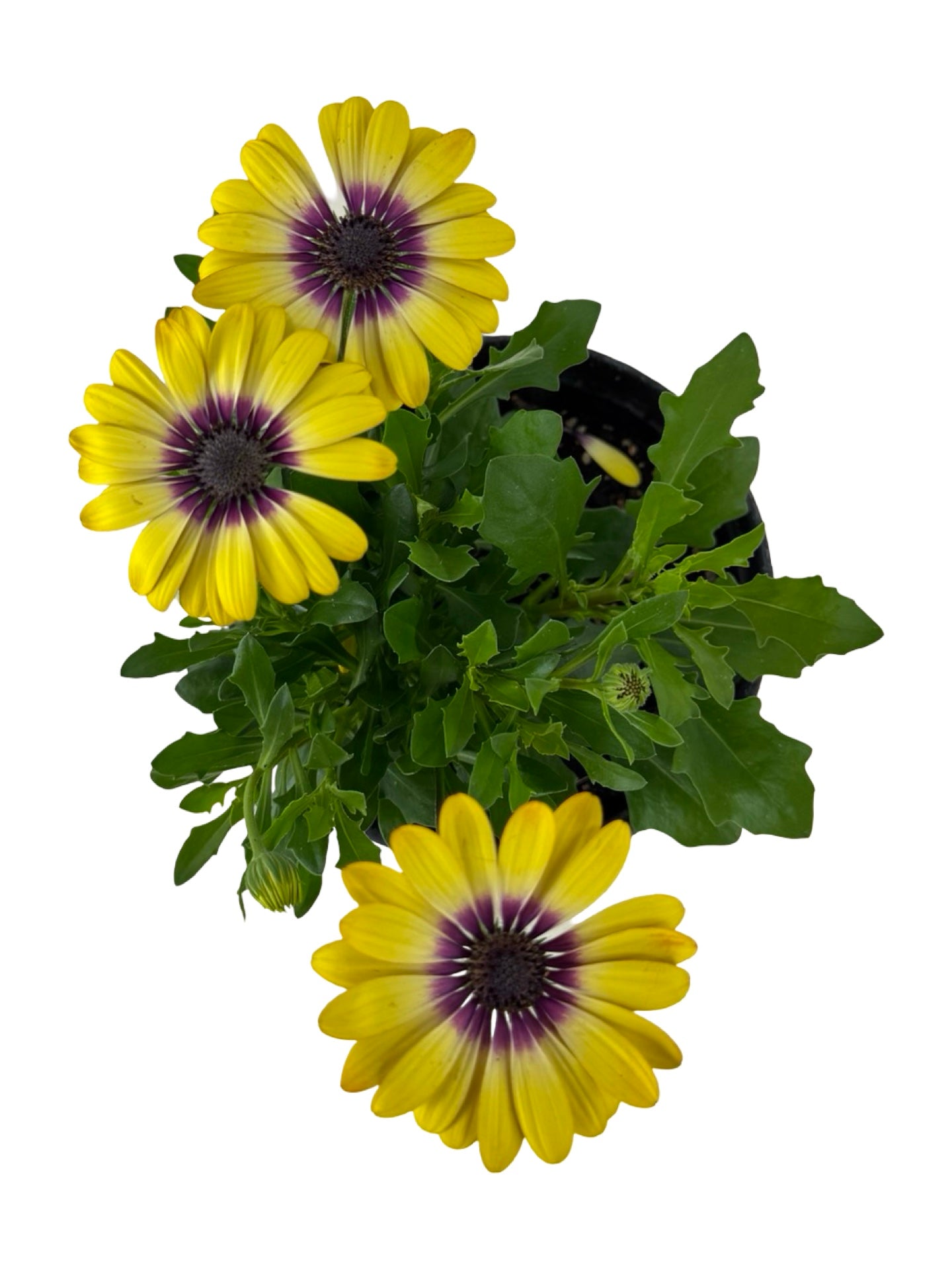 Osteospermum ecklonis 'Blue Eyed Beauty' - Annuals