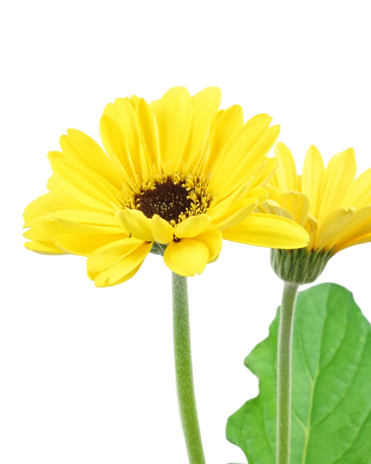 Gerbera garvinea 'Sweet Vibe' - Perennials