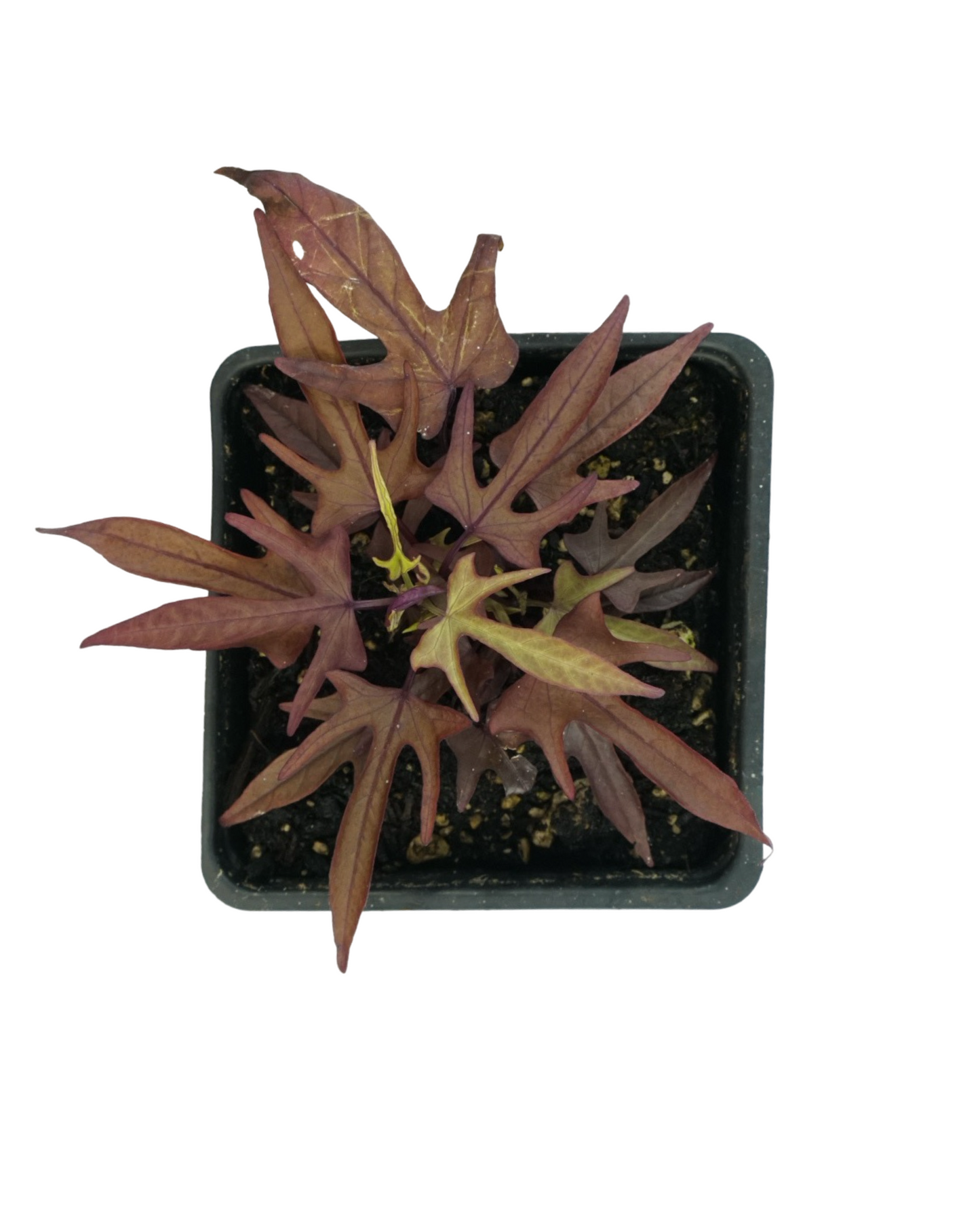 Ipomoea 'Spotlight Red'