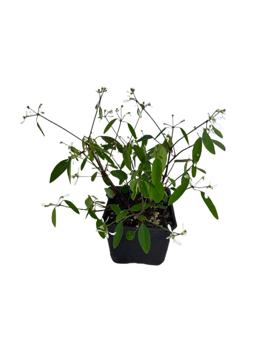 Euphorbia Loreen™ - Annuals