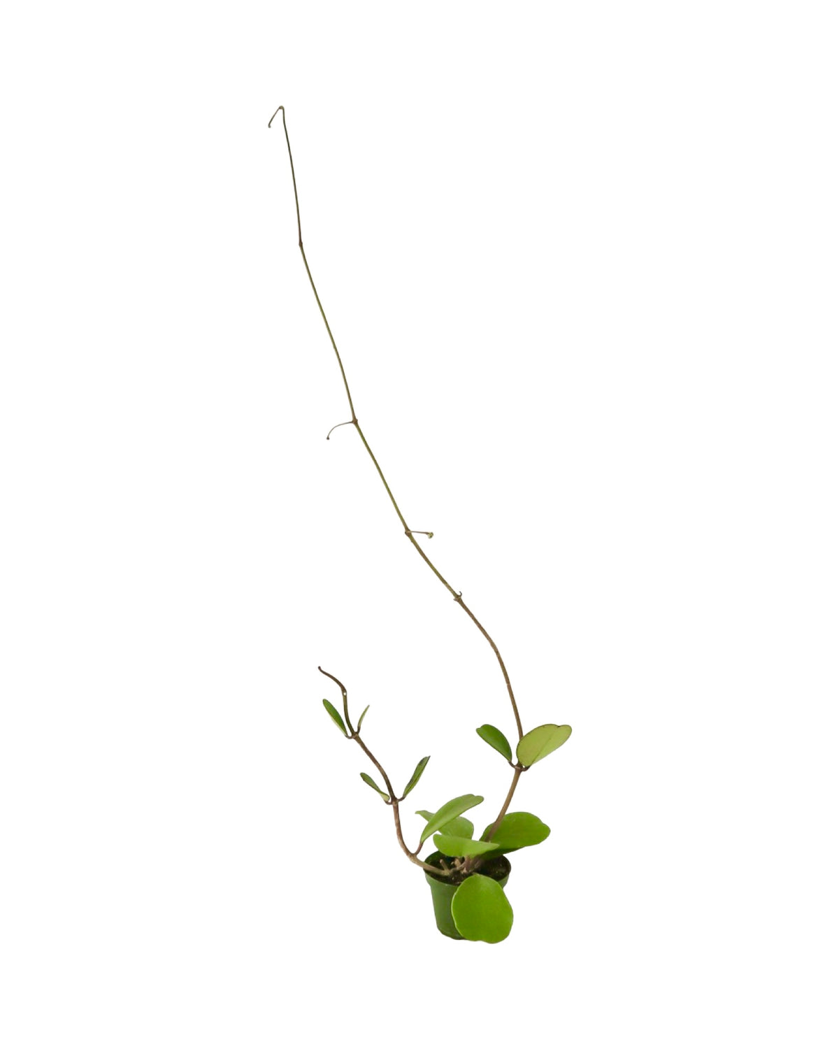 Hoya kerrii - House Plants