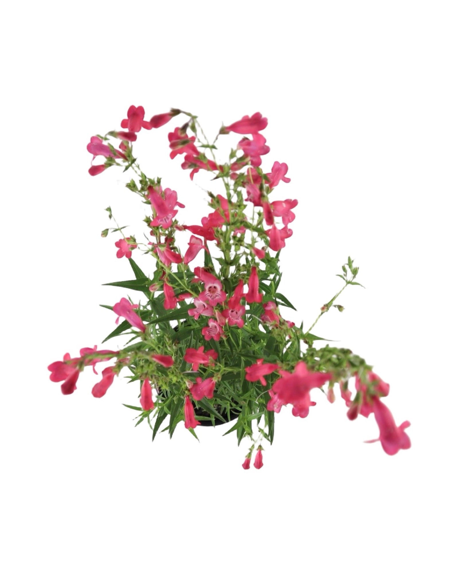 Penstemon Mountain Treats™ Rose - Perennials